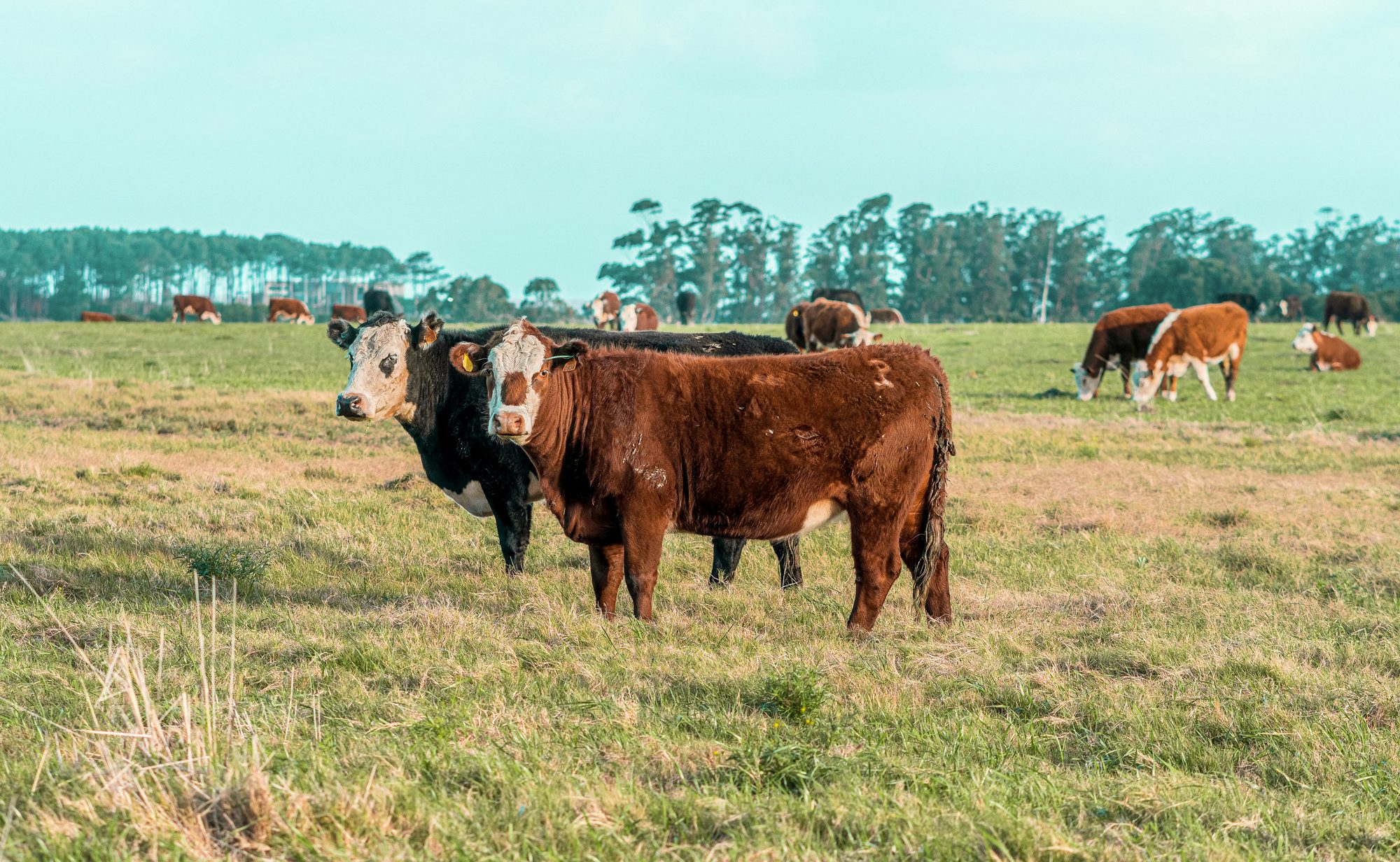 Cortes de carne premium en mostrador