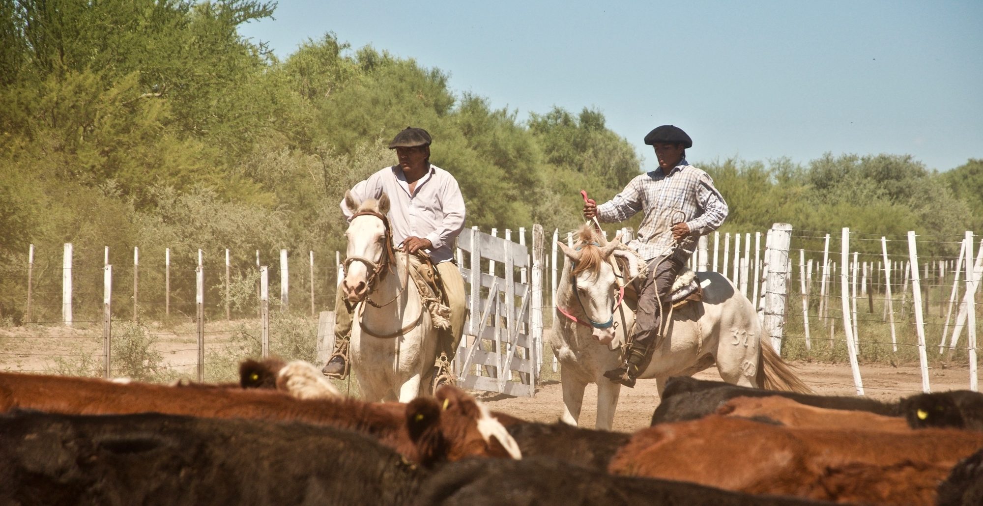 Gauchos a caballo trabajando el ganado en el campo argentino
